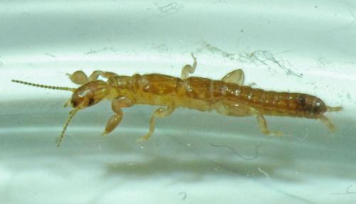 Haploembia solieri